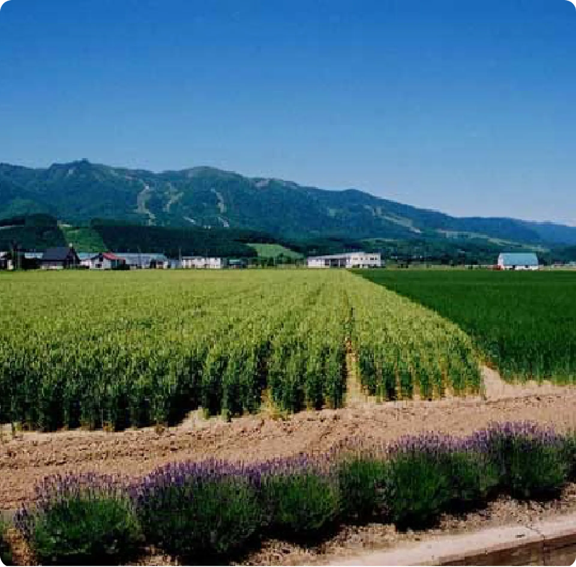 富良野のラベンダー畑と農地の風景