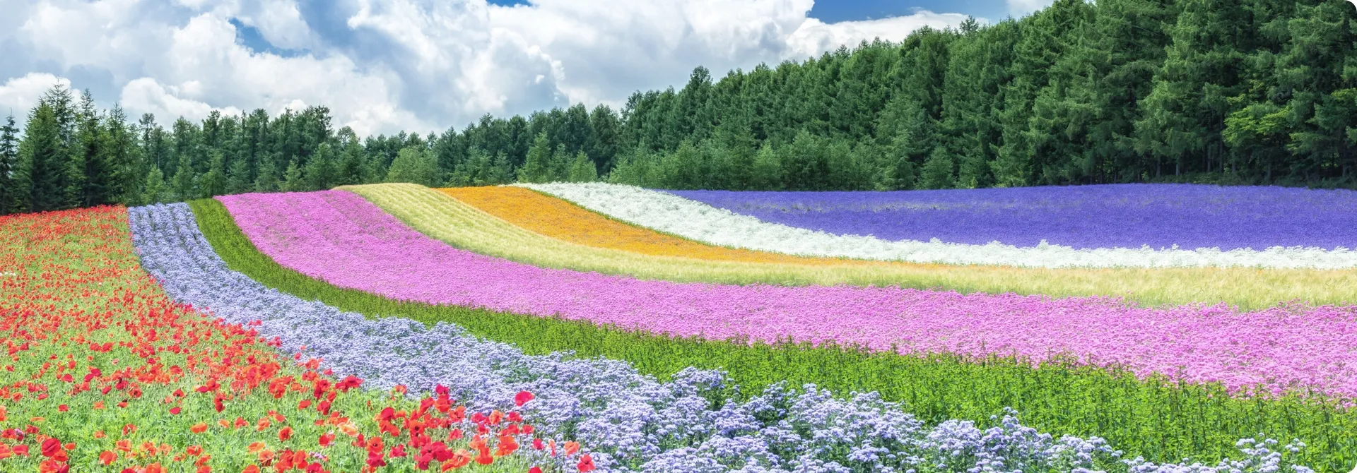 北海道・中富良野のファーム富田「彩りの畑」。ラベンダーや色とりどりの花が丘を彩る風景